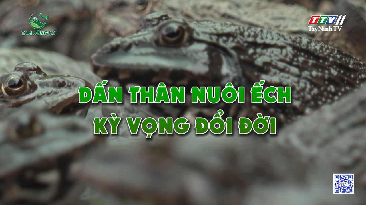 Dấn thân nuôi ếch kỳ vọng đổi đời | Tam nông ký | TayNinhTV